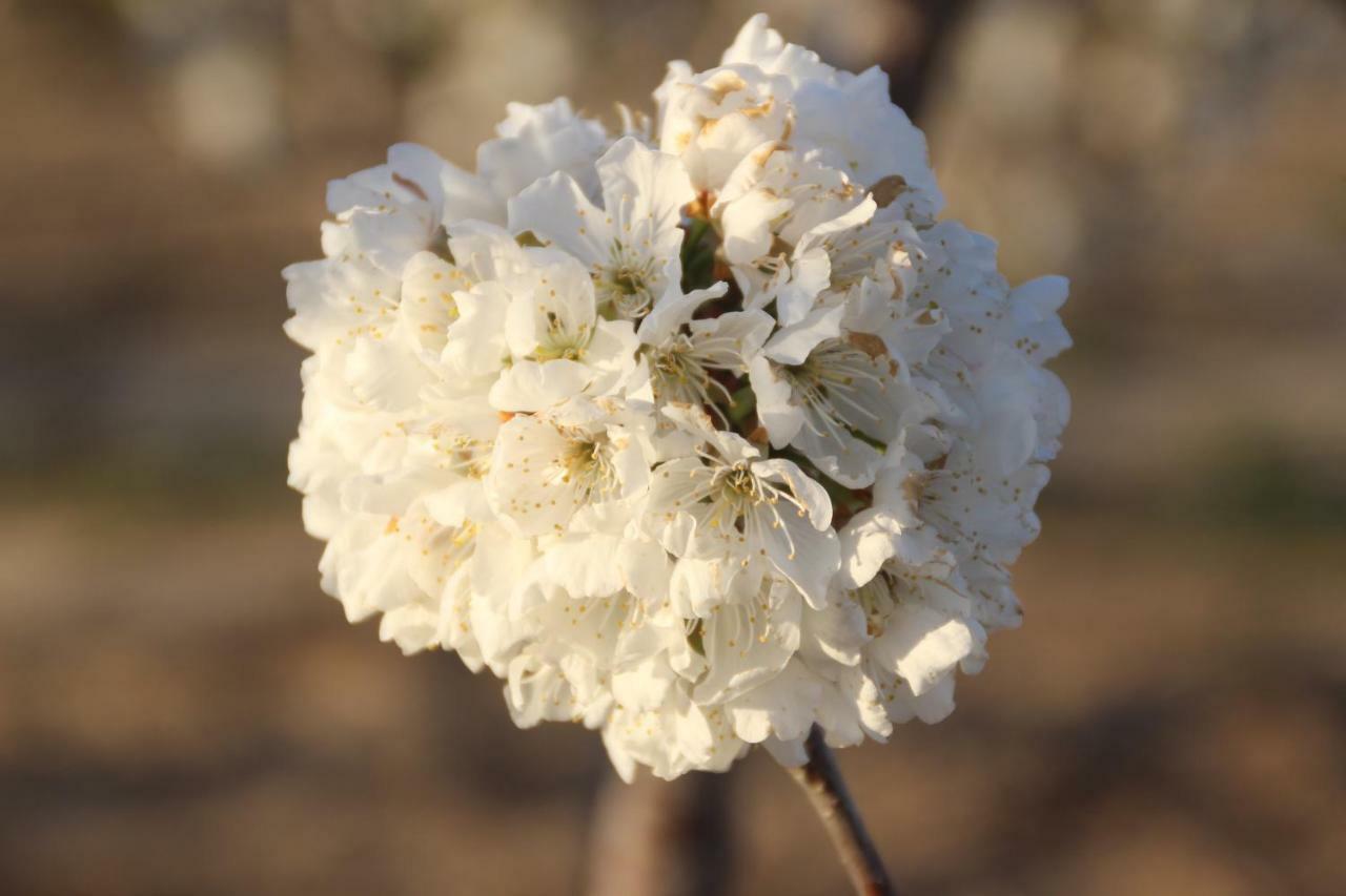 מיראווה Masia Rural L'Hort De Maso מראה חיצוני תמונה